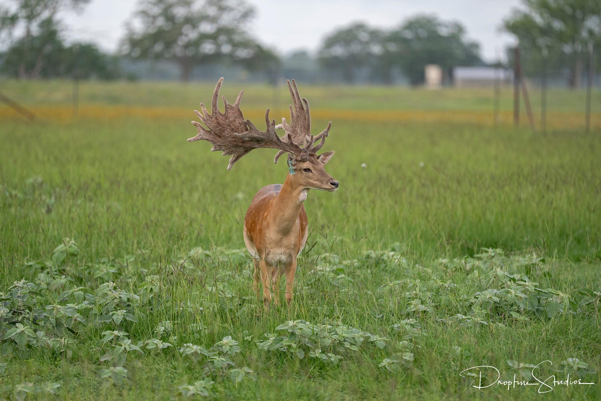 Trophy fallow buck in velvet among summer wildflowers